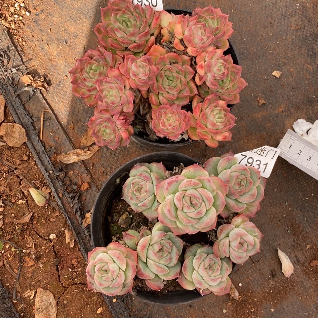 半***️杂交精品多肉7930~7931