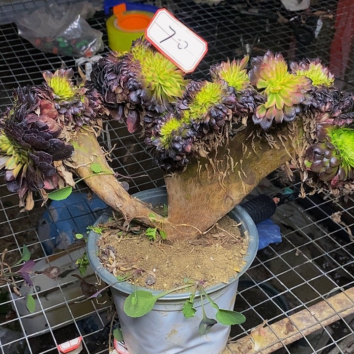 小****美姬缀化老桩70号