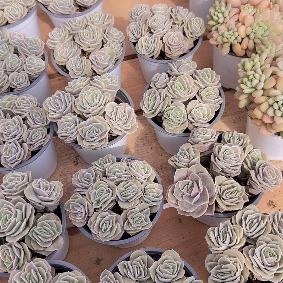 可爱玫瑰，7头起，带盆发货