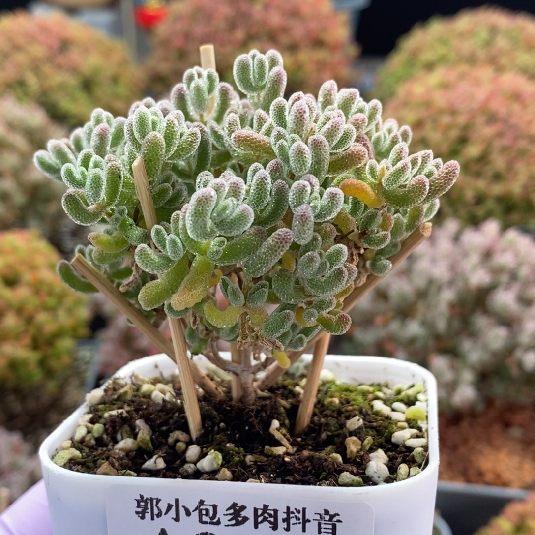 优选冰晶3679枝干番杏