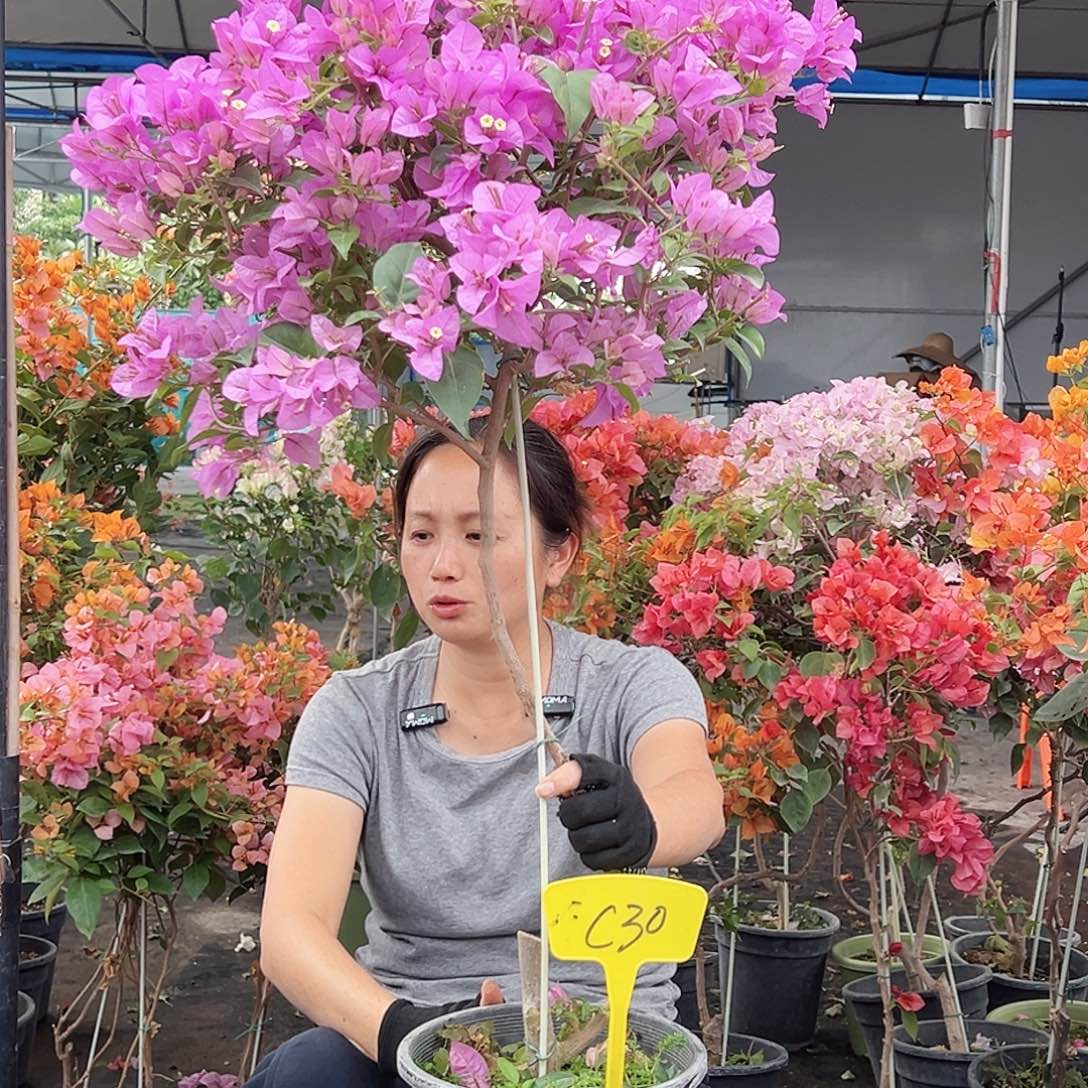 一***花大部分花苞少量开放C30巴西紫