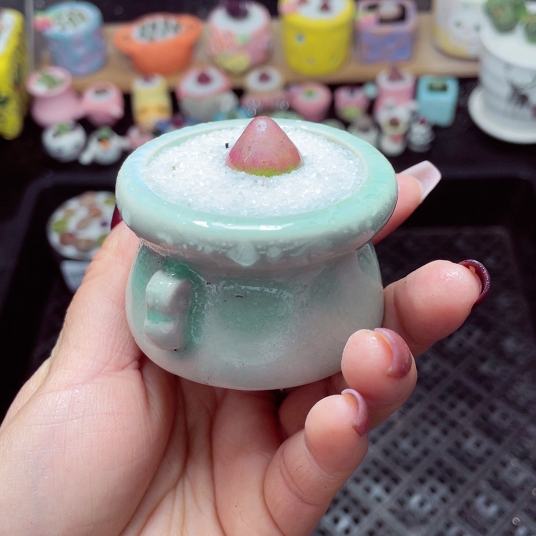 w9753 带盆土发货-零下地区拍保温箱