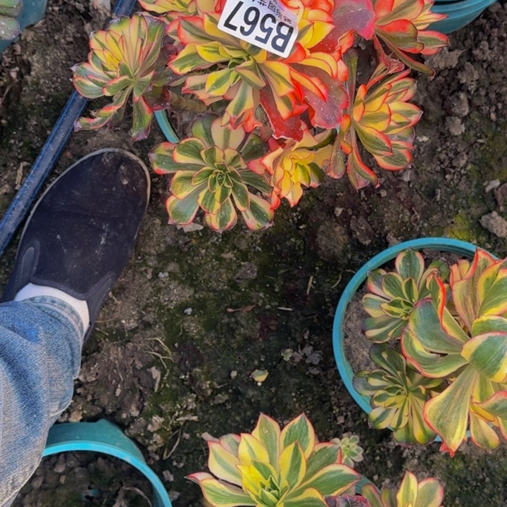 魅影花25-47包邮花花