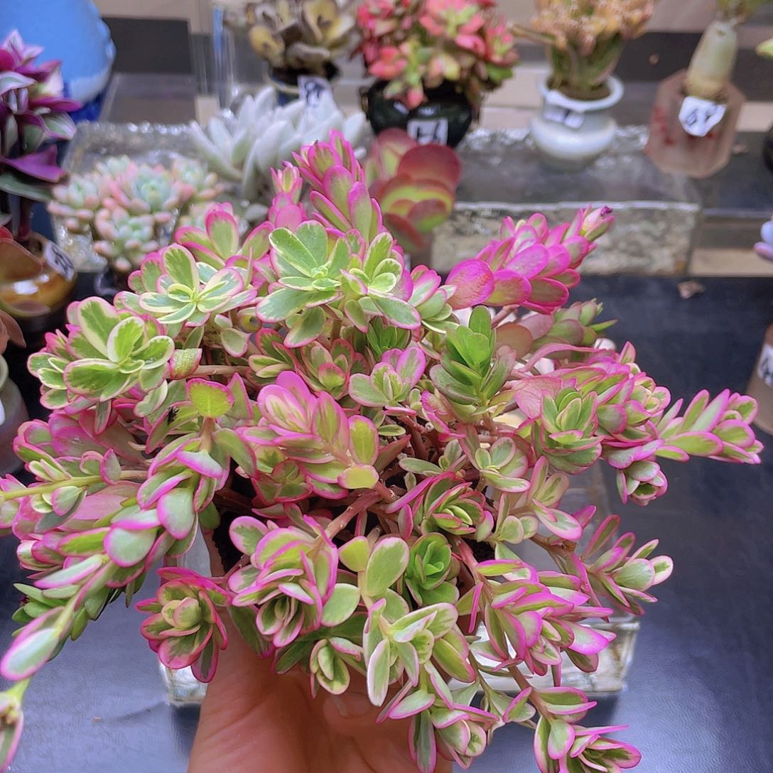 玉***玲花钱花钱就去花钱花钱