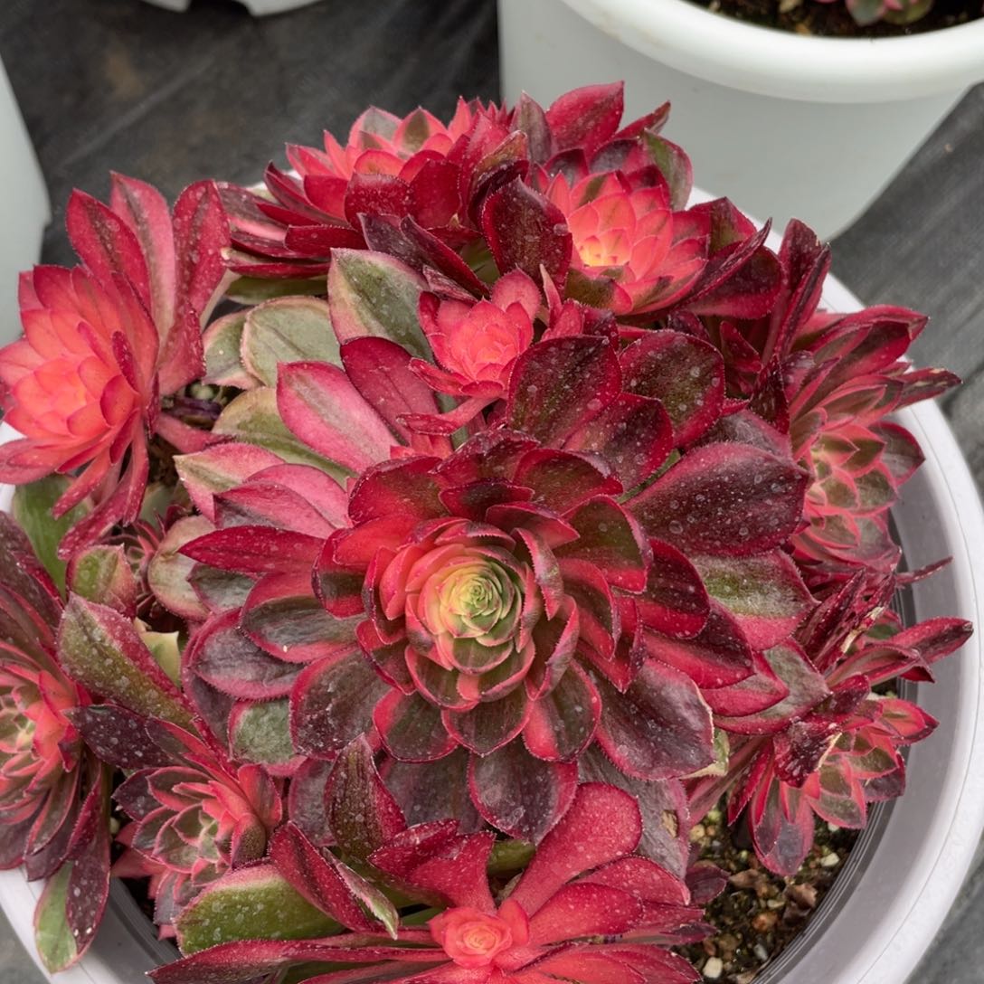 紫砂茶杯千****天6608哥哥哥哥哥哥哥哥