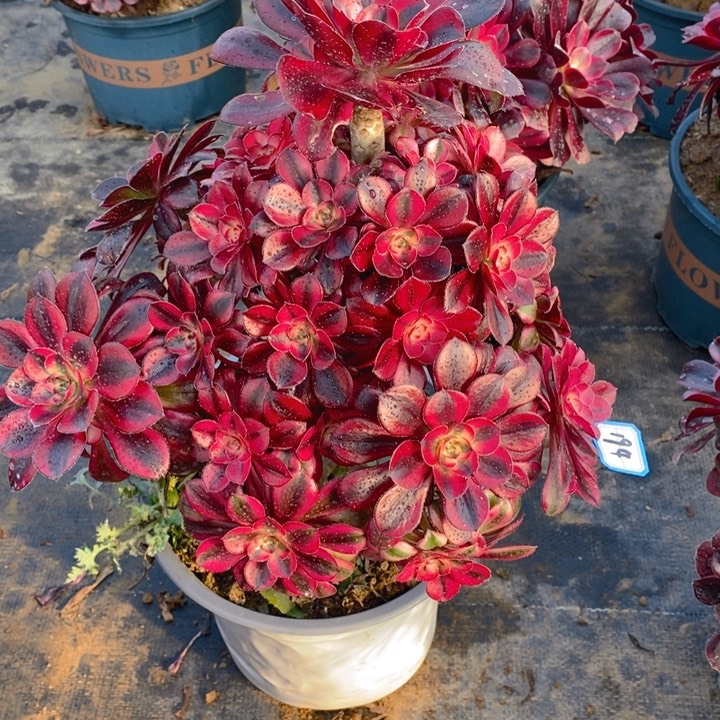 194香奶奶多肉法师