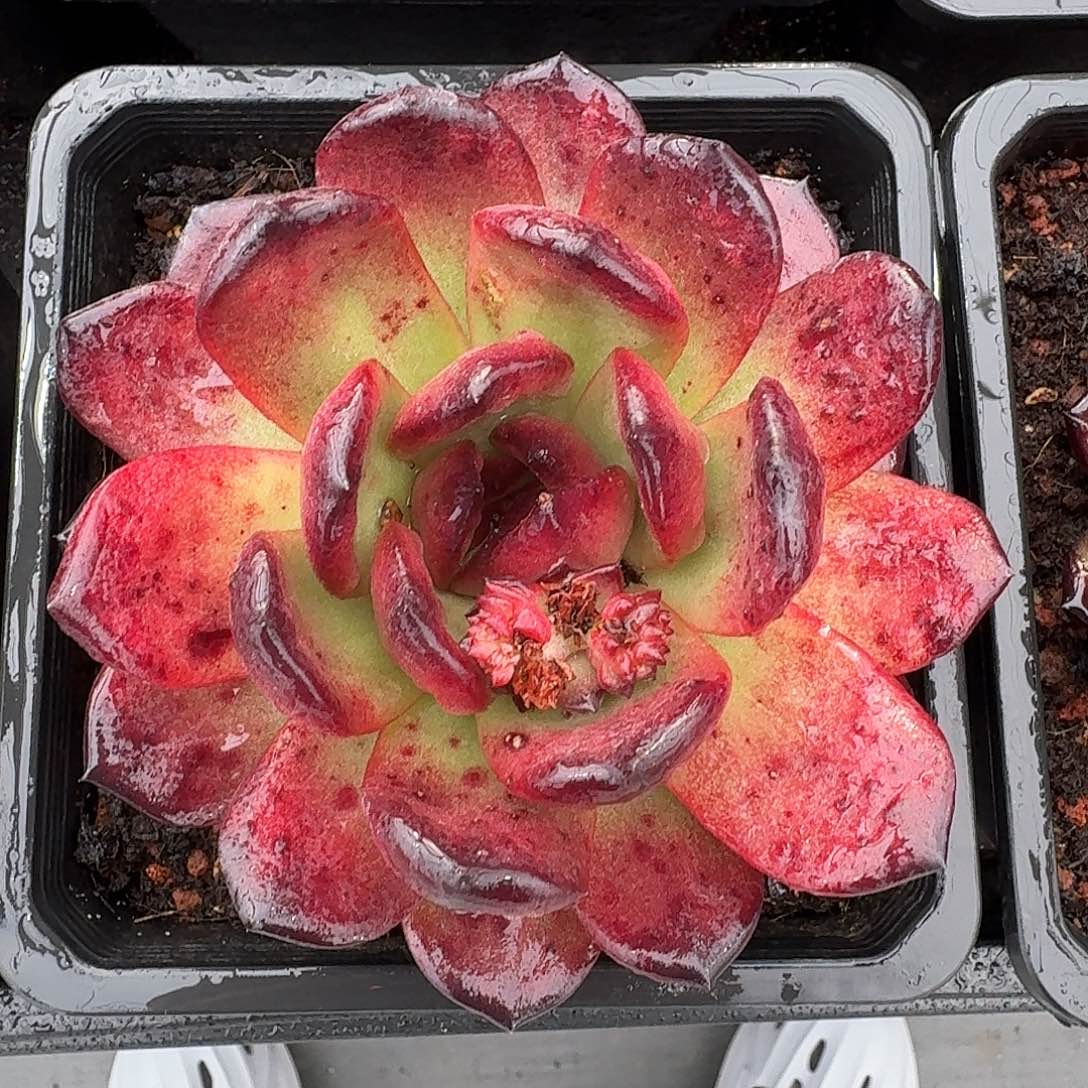 从前慢多肉编号tm宝石