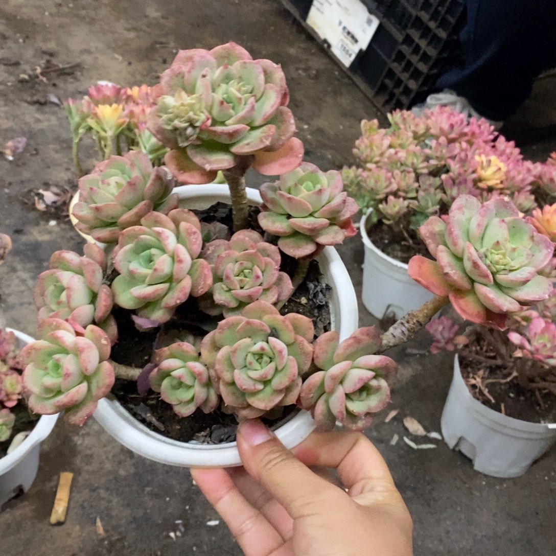 妮可莎娜玫瑰大盆