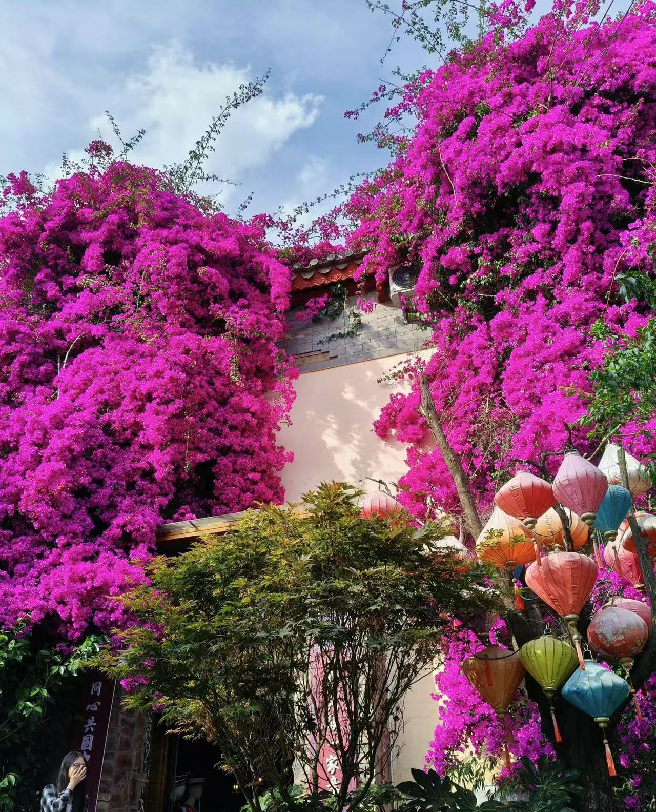 三角梅室内室外盆栽地栽阳台庭院带护心土球发货六个大棚