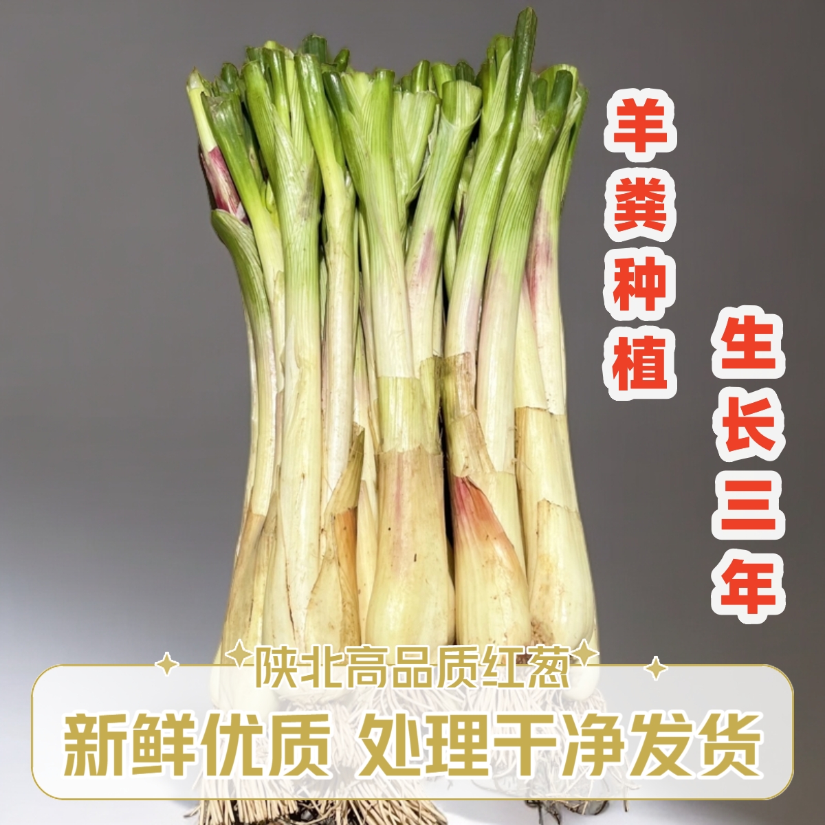 2025陕北旱地红葱 高品质新鲜红葱 处理干净发货 陕西红葱榆林