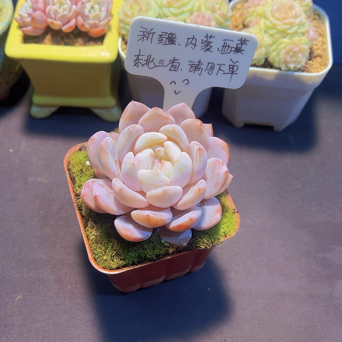 韩货“雪天使”裸根发货，