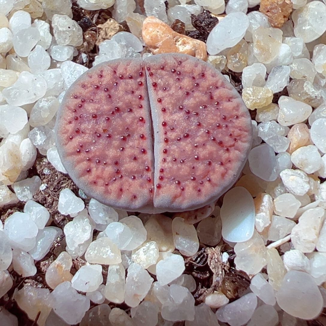 526-287多肉血点朝贡