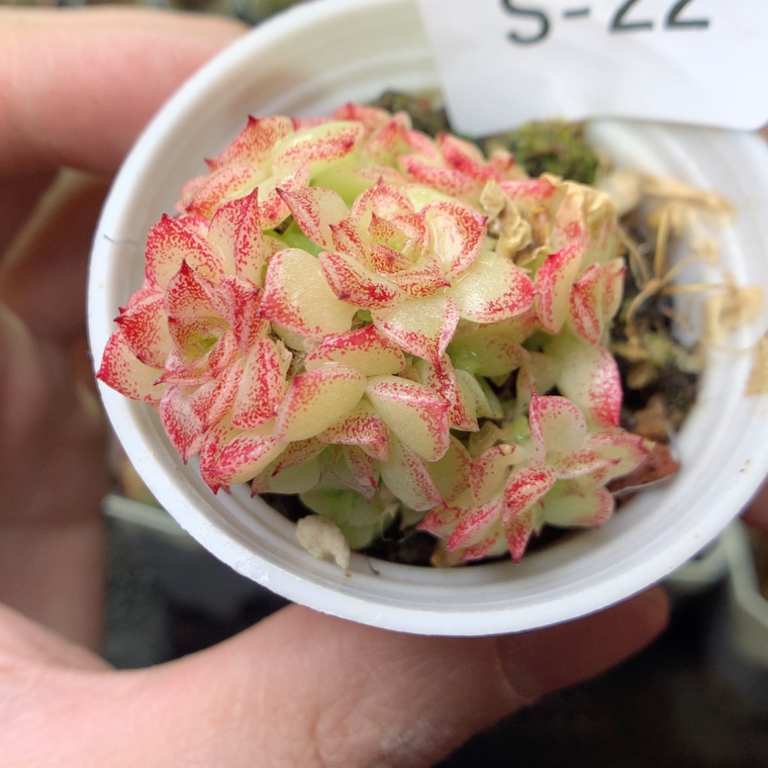 S22y y y ty y y y t