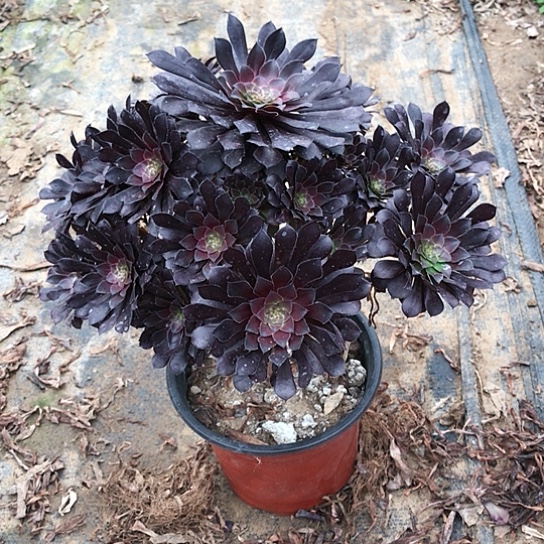 晓***芳黑铜法师000000019