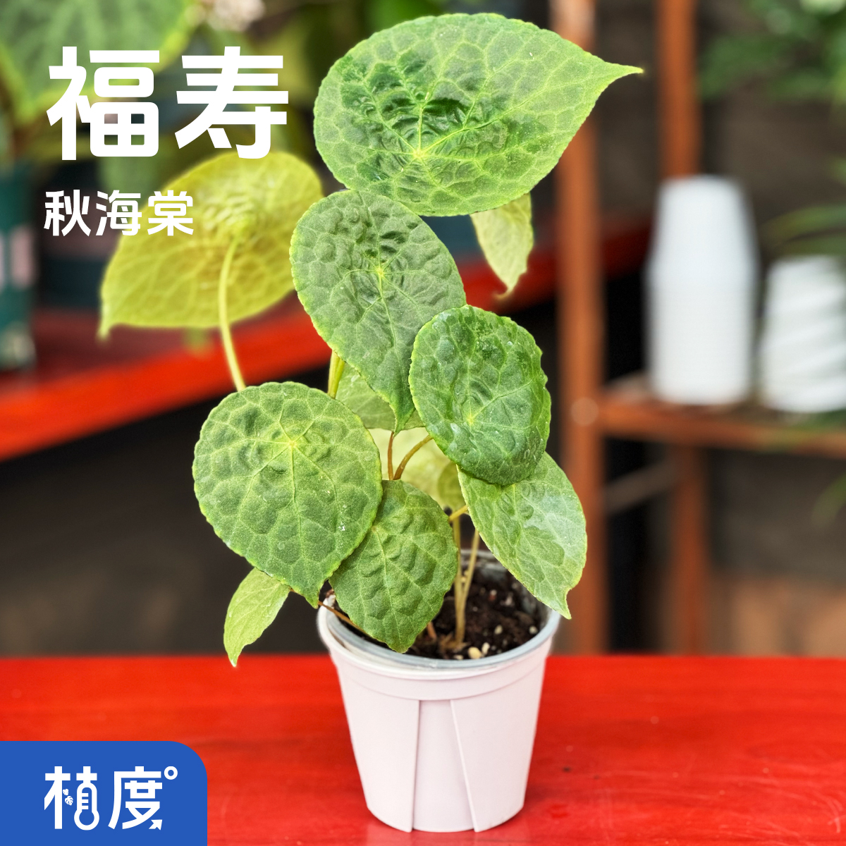 【植度 | 福寿】圆润叶型憨态可掬 小巧玲珑点缀绿意生活