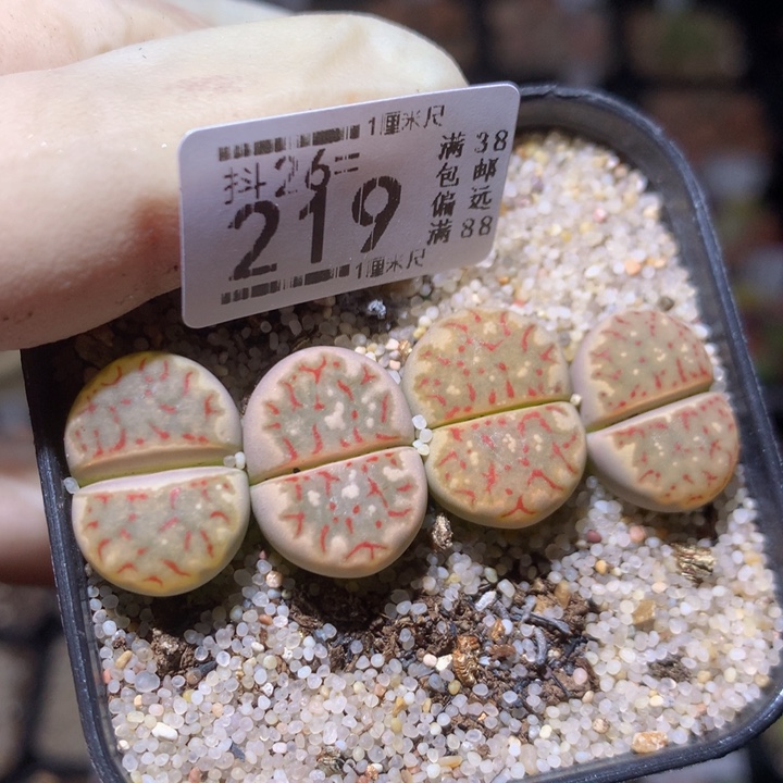 精品生石花26.219