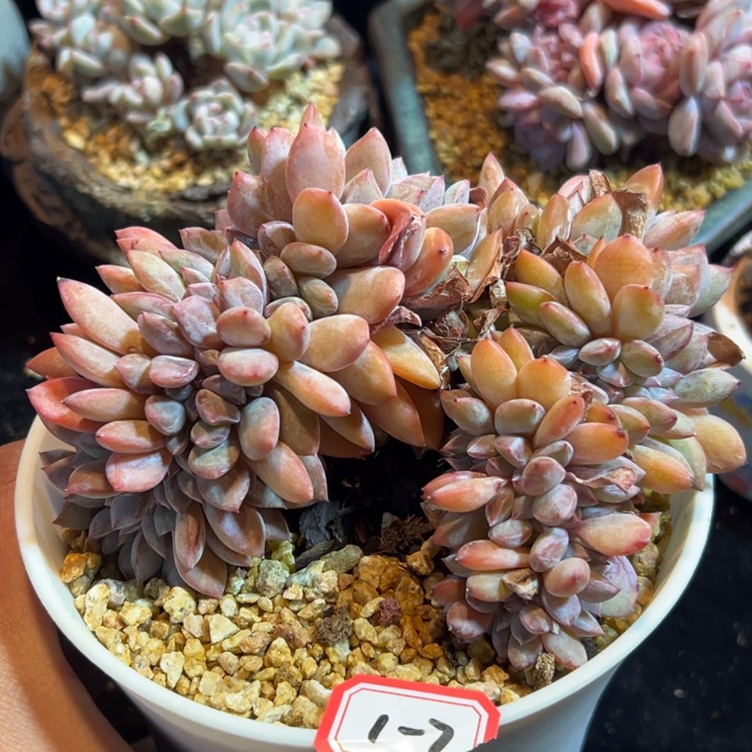 新年快乐 新年快乐