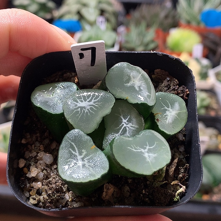 17号望乡万象直播拍