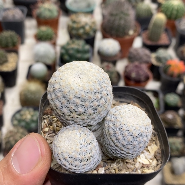 三头白鸟特价福利