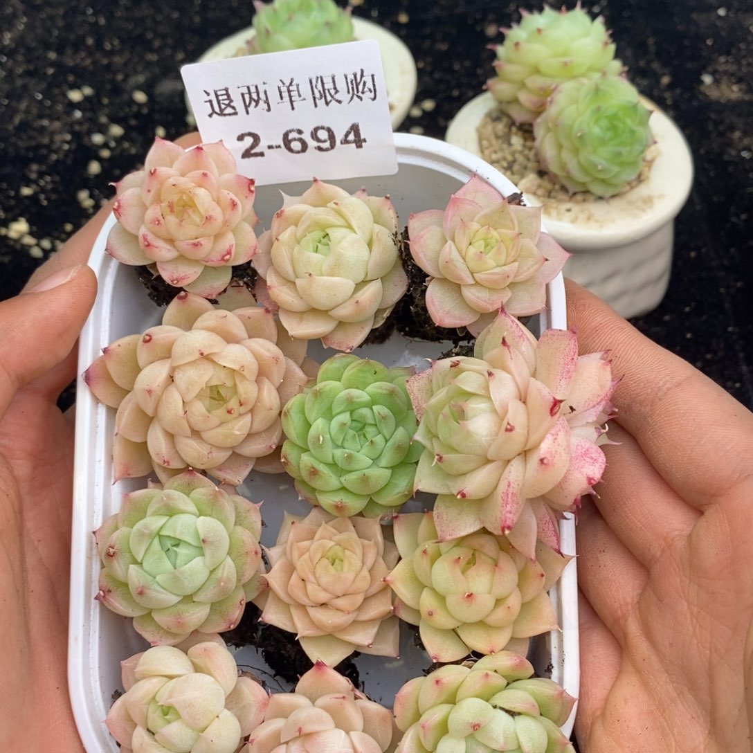 2-694 新疆西藏内蒙不发其他12.8包邮两到三公分多肉