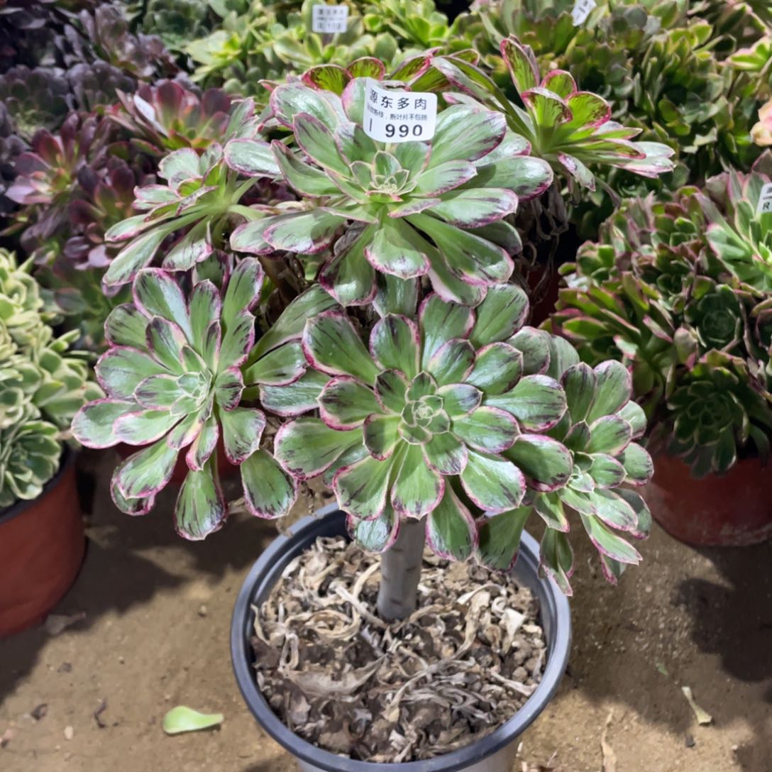 990v锦锦多肉法师断枝不包