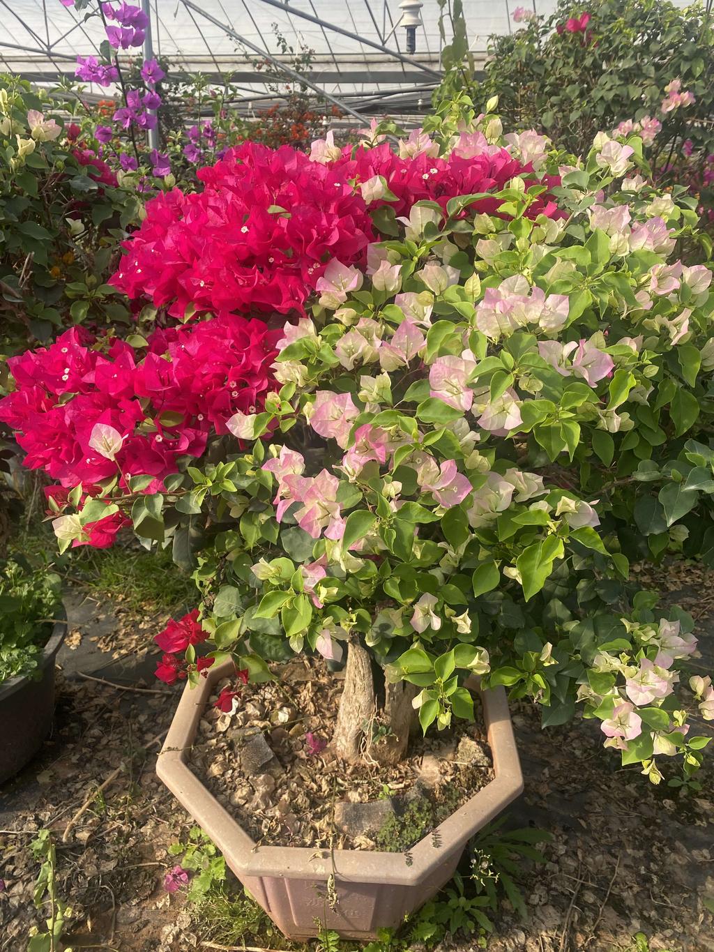 sanjiaomei三角梅老桩（一物一拍）