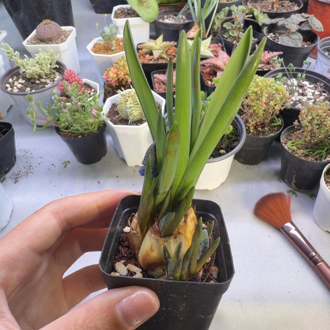 昊***〃风信子267小盆景哈