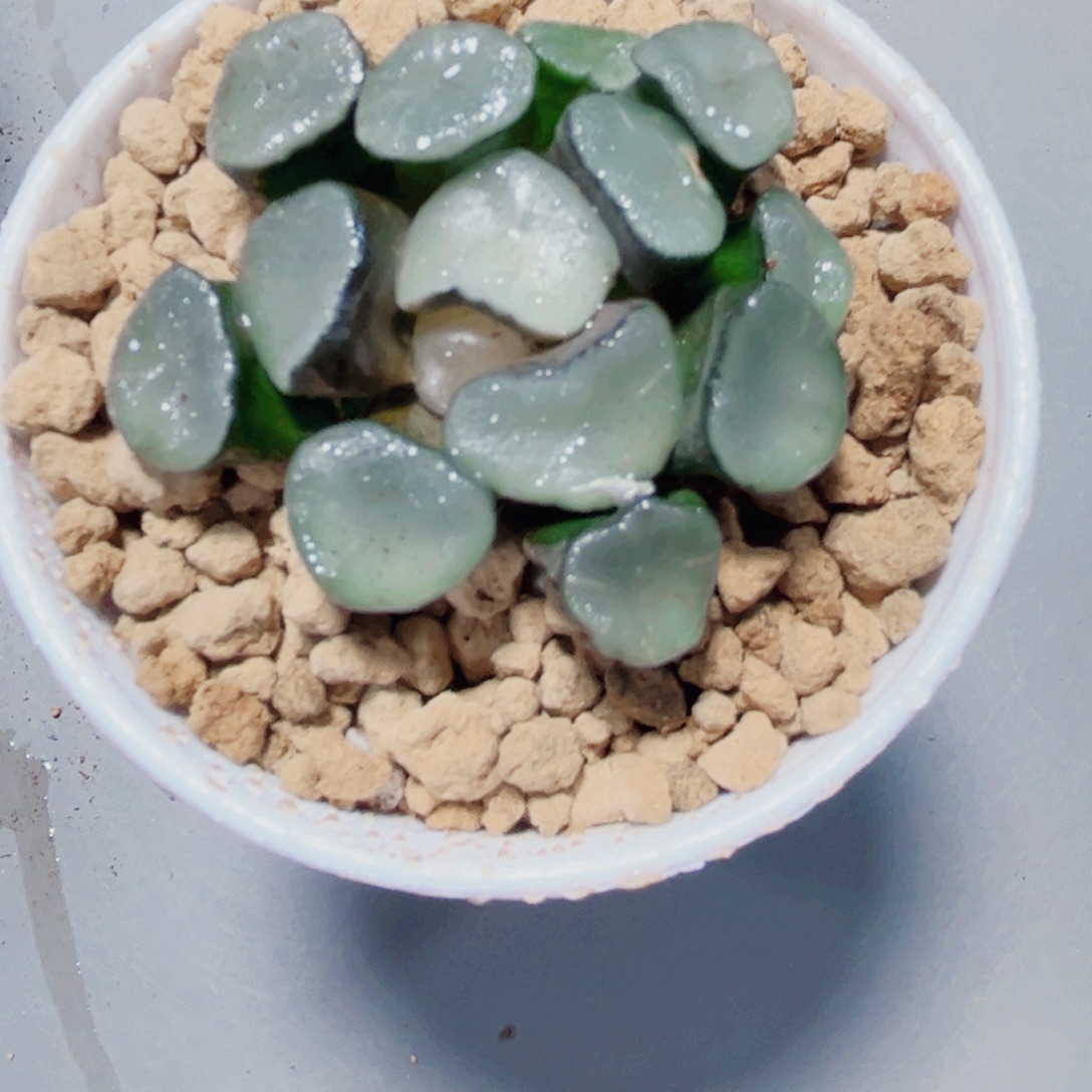 空门万象多肉植物6666