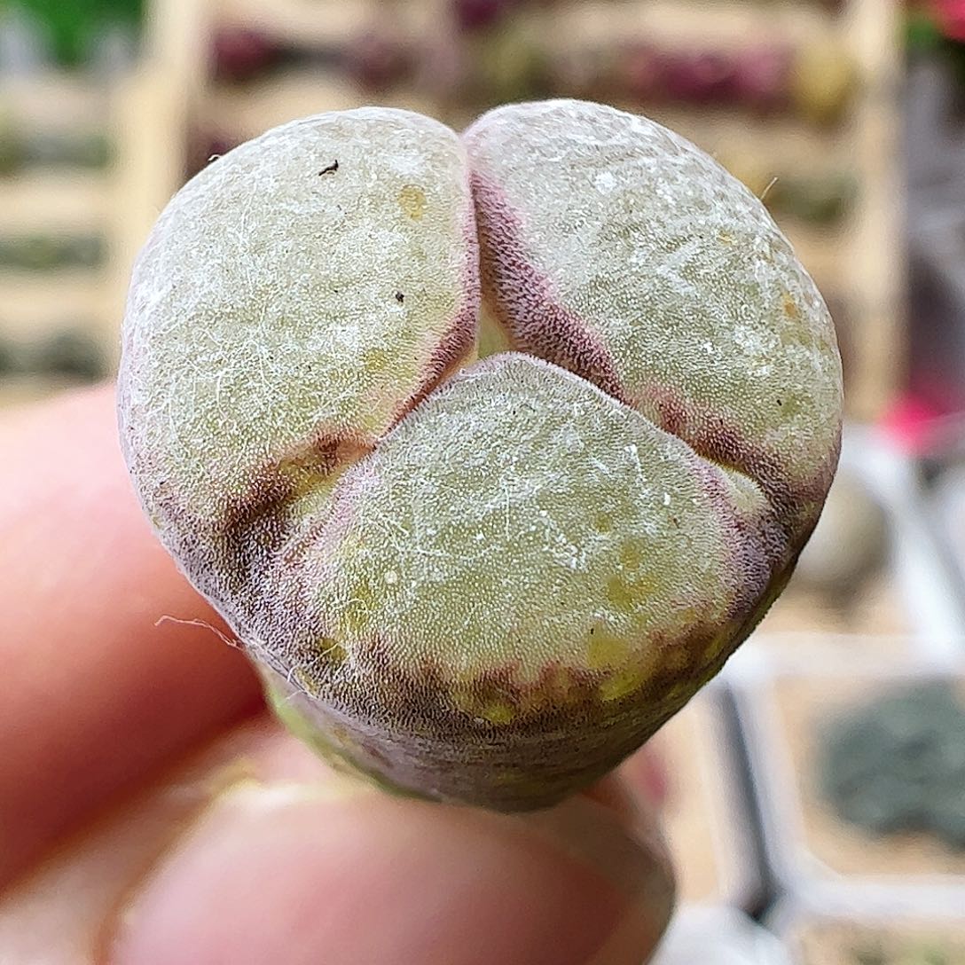 有干伤福利特粉红女郎………………