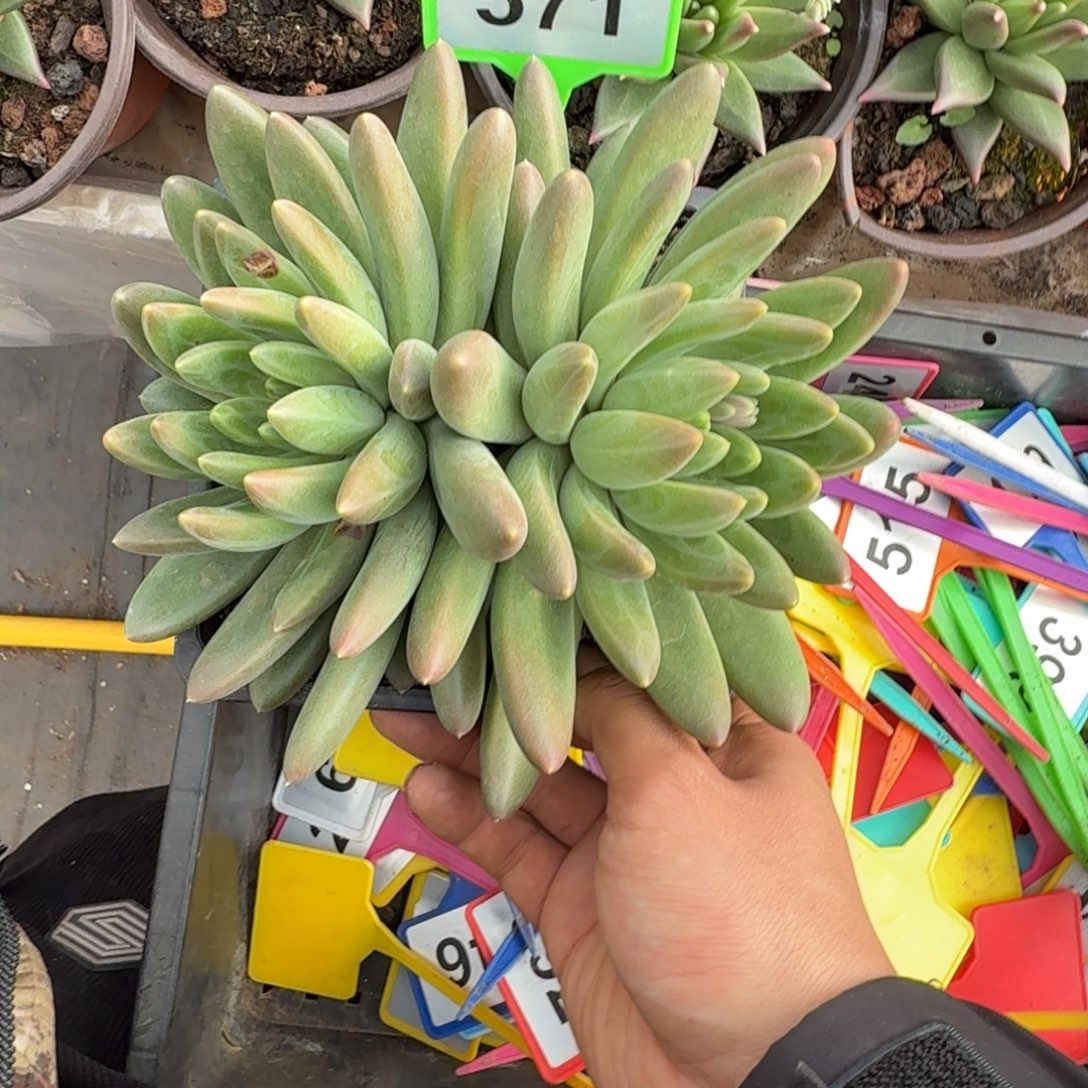 多肉植物色奇迹571