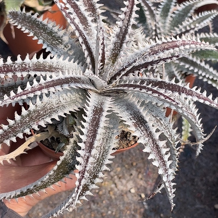 发***薯沙漠凤梨仙人球   