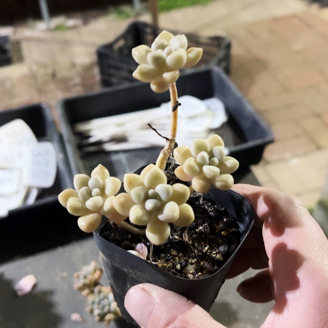 请***！296多肉植物提取萃取剂