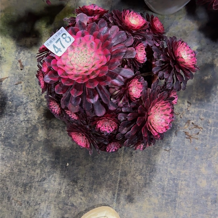 红陶红彤超白478