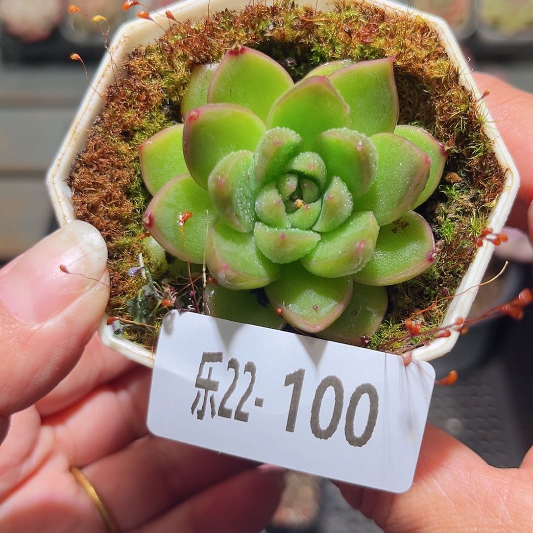 乐22-100皮埃拉珍妮