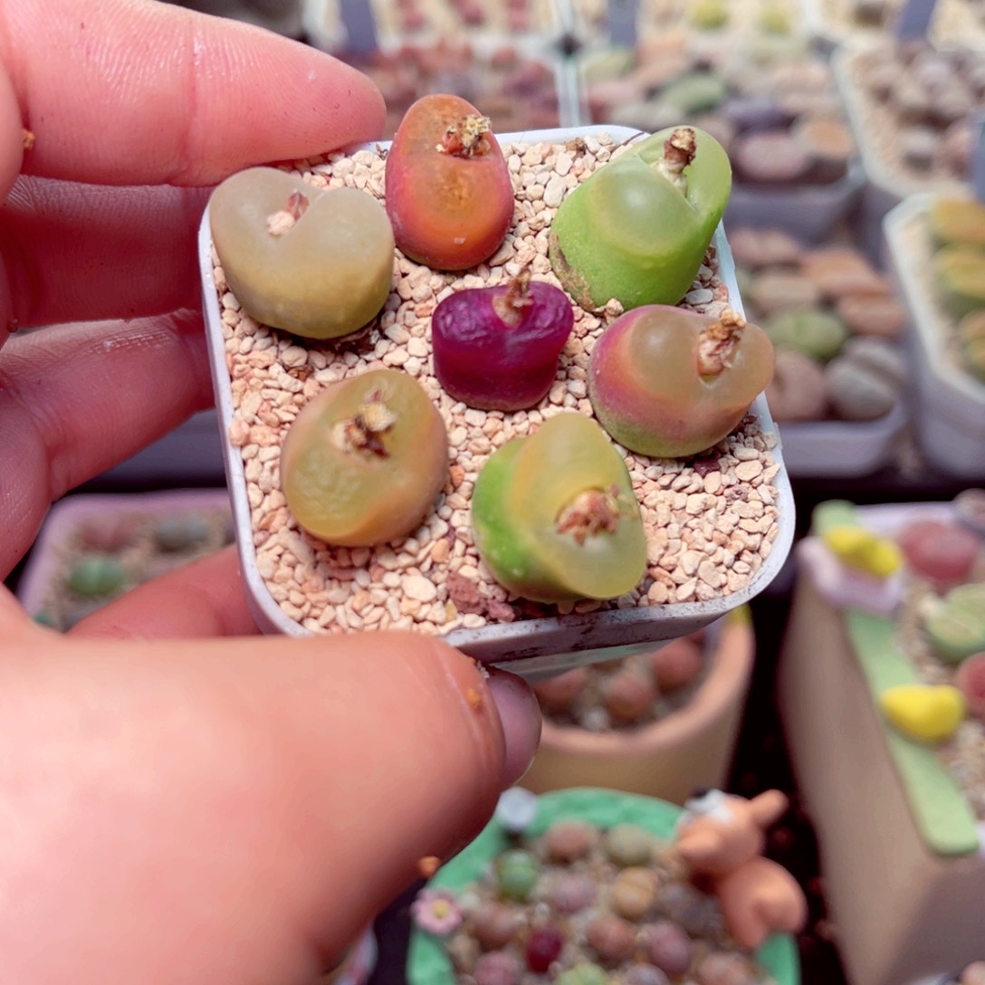 659号带盆包邮发货