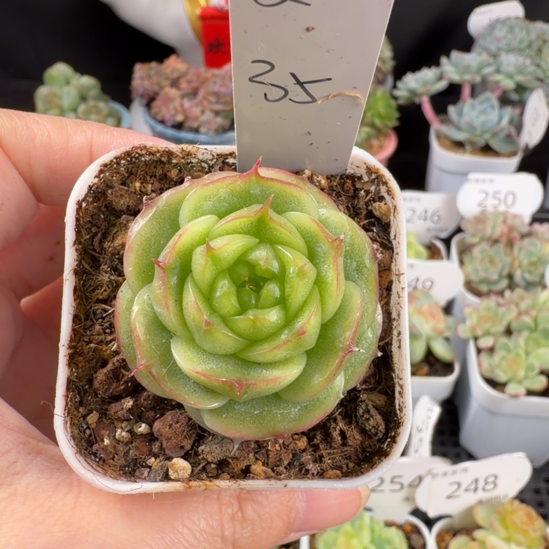 ****a小曼一颗海胆珍妮发货