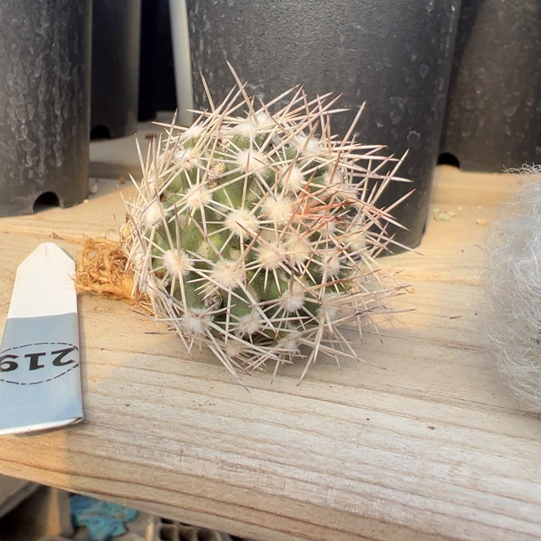 219实生根雪花丸多肉植物