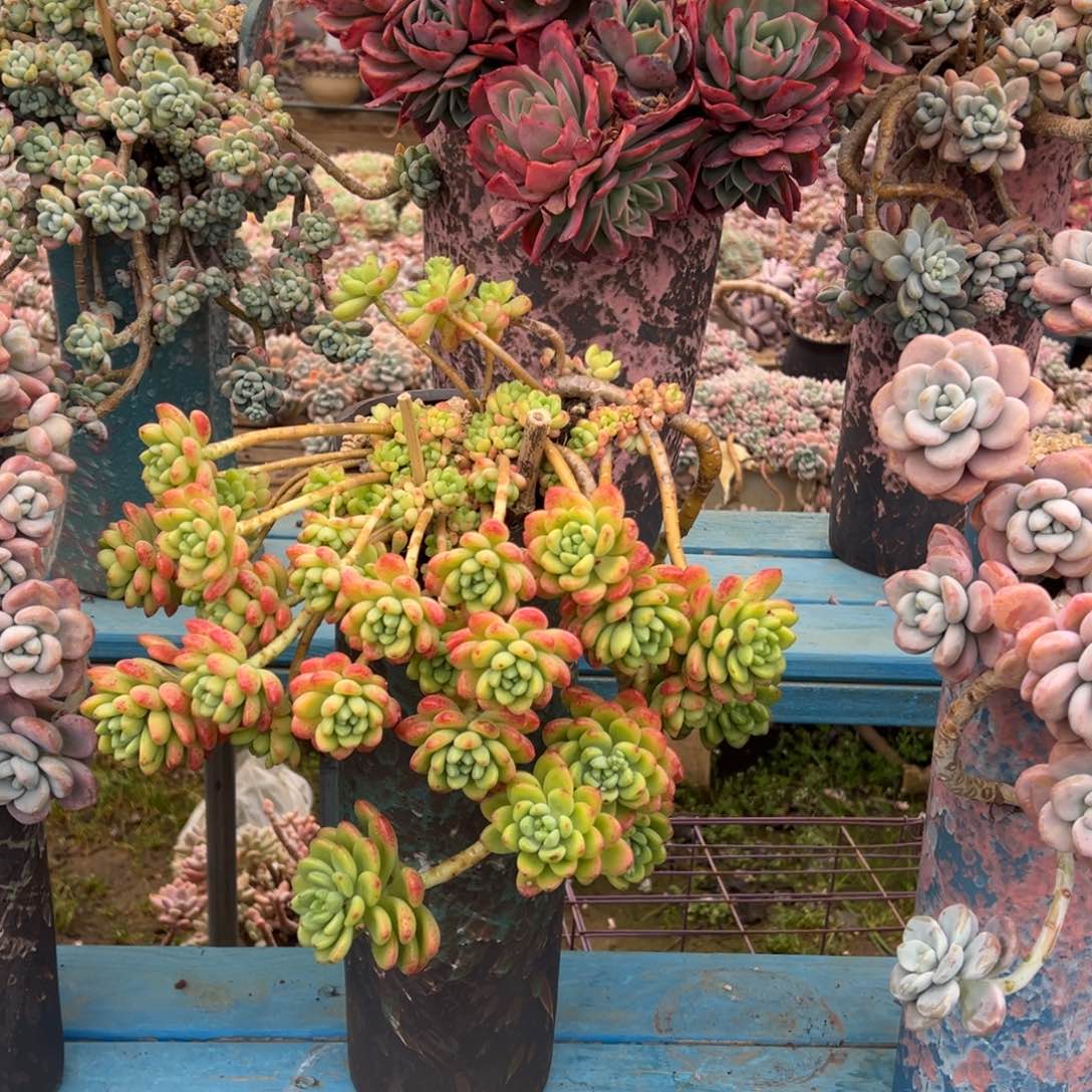 精品香格里拉妖桩 裸根