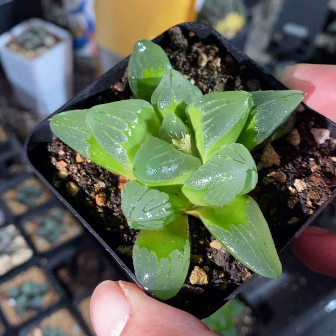 冰城一颗 圣诞整点福利