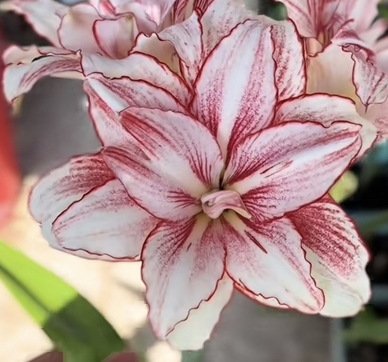 花羊羊 重瓣朱顶红