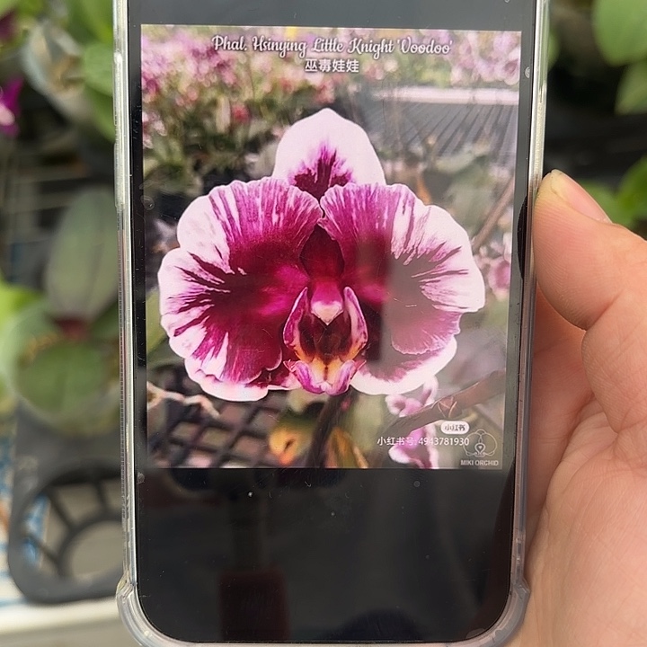 当前无花栽培后可以开花巫毒娃娃2.8寸根少