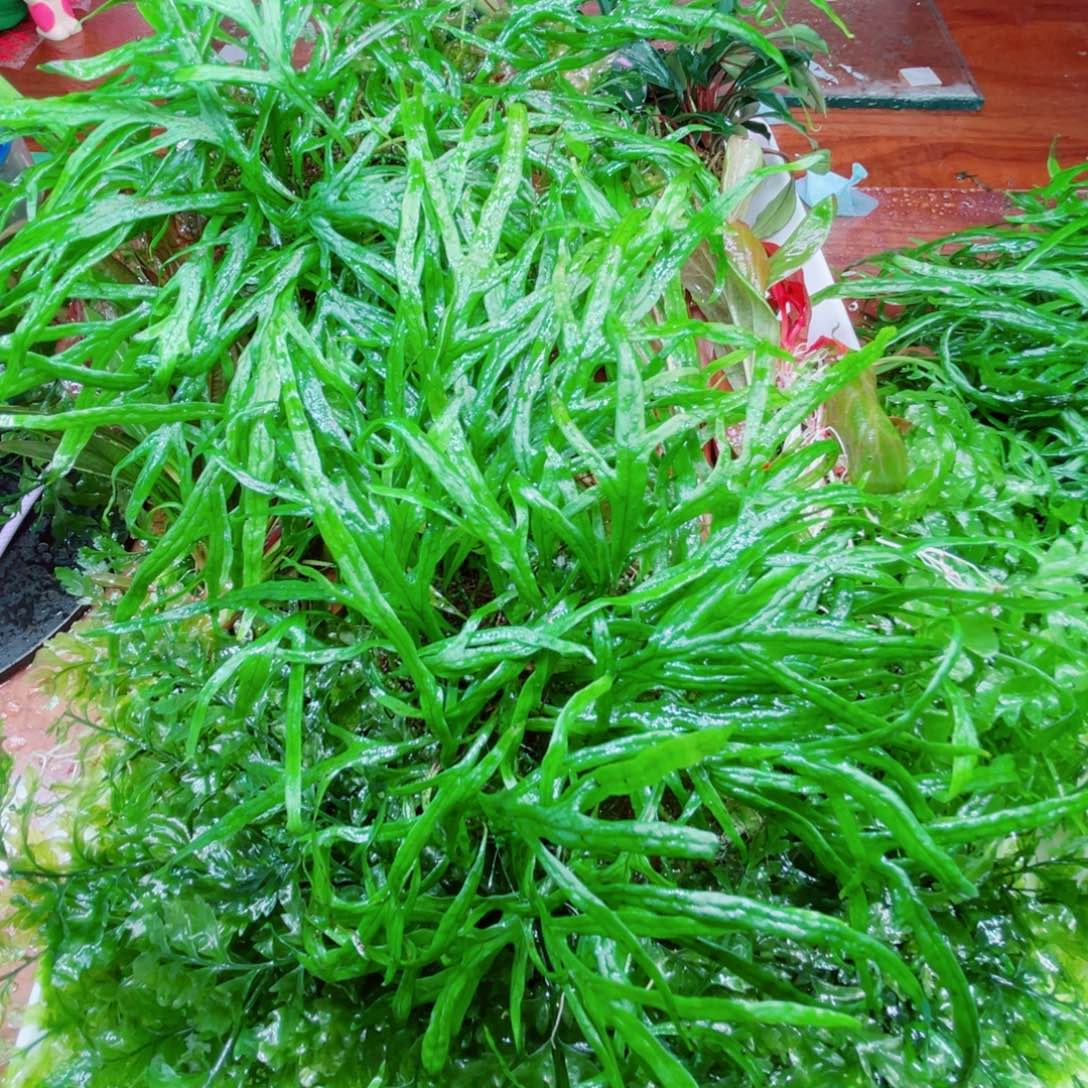 Ada叉叶铁一个小份的