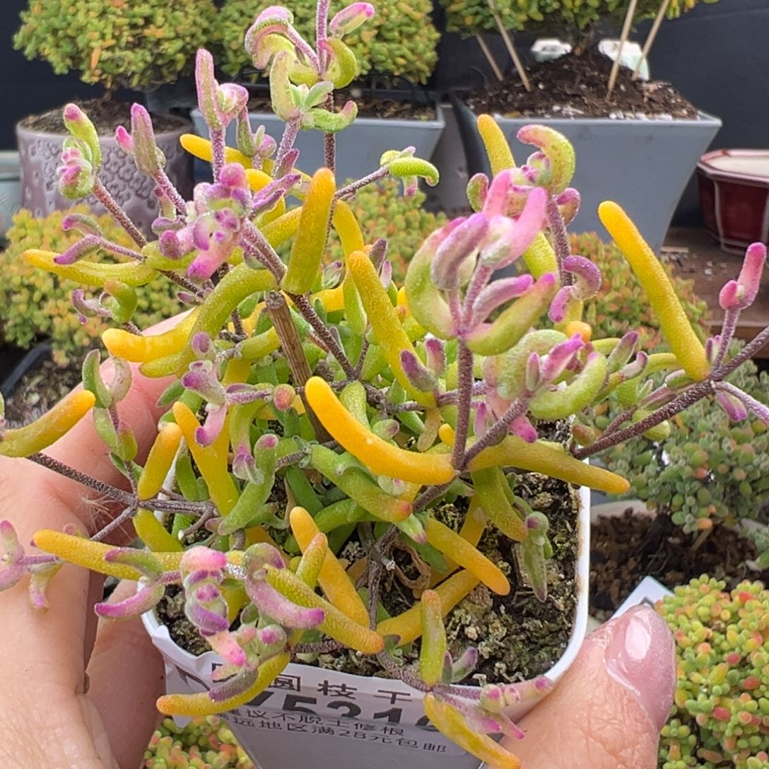 dy5316小可爱彩虹卷锦盆口5cm