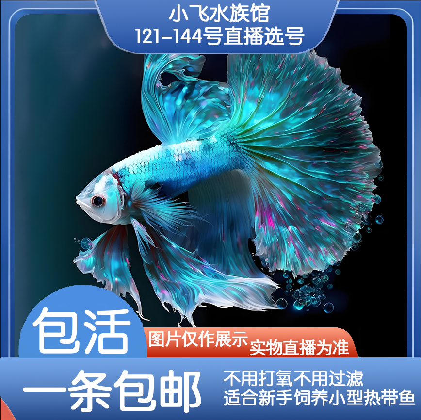 编号121-144号直播间泰国斗鱼五彩观赏鱼 活体半月将军斗鱼