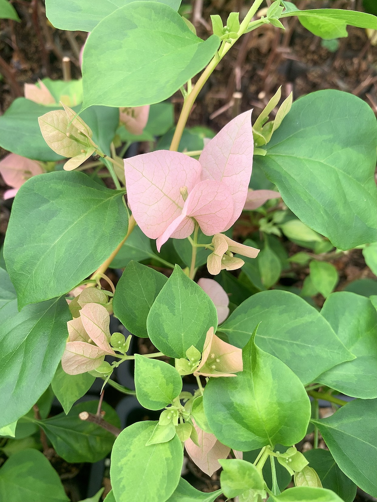 【暗斑丽人】三角梅原生细杆扦插苗开花阳台耐旱庭院勤花懒人植物