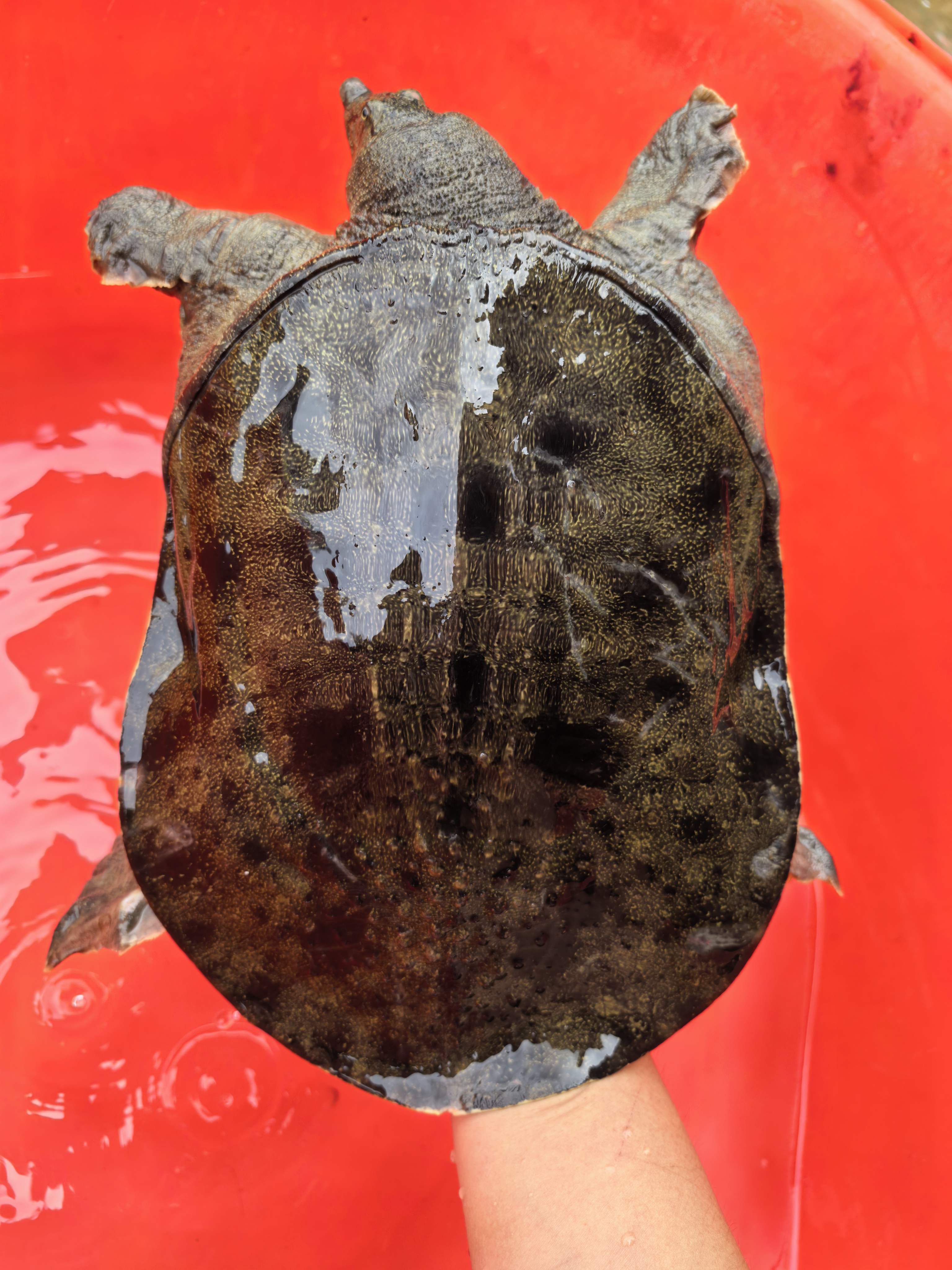 藕塘仿野散养无激素甲鱼鲜活包邮到家