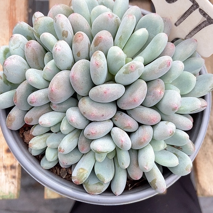 多肉植物香香雪1077