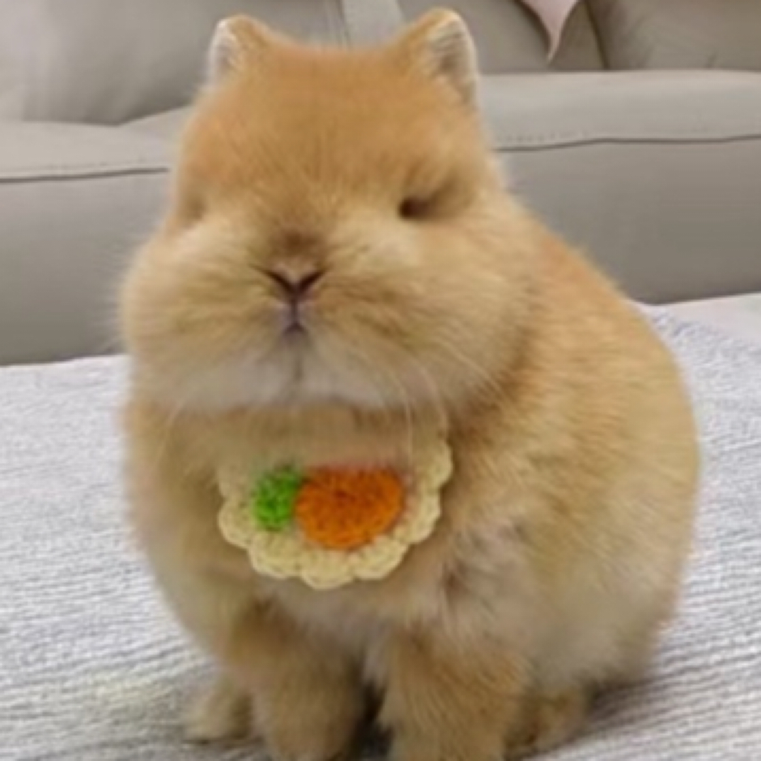 进口双血侏儒宠物兔精品迷你茶杯兔稀有色宠物兔垂耳兔