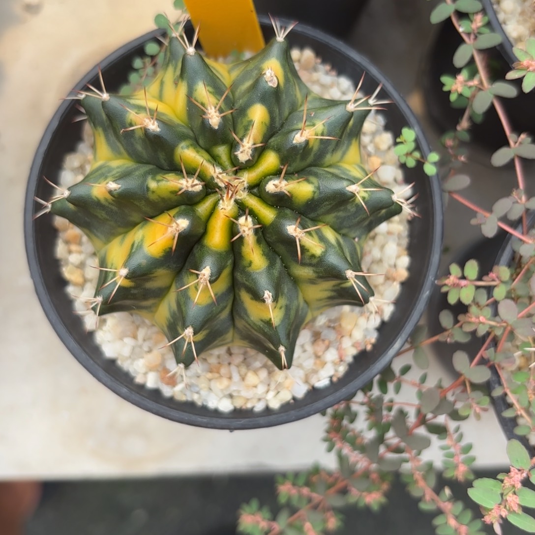 32-1201泰国发货多肉