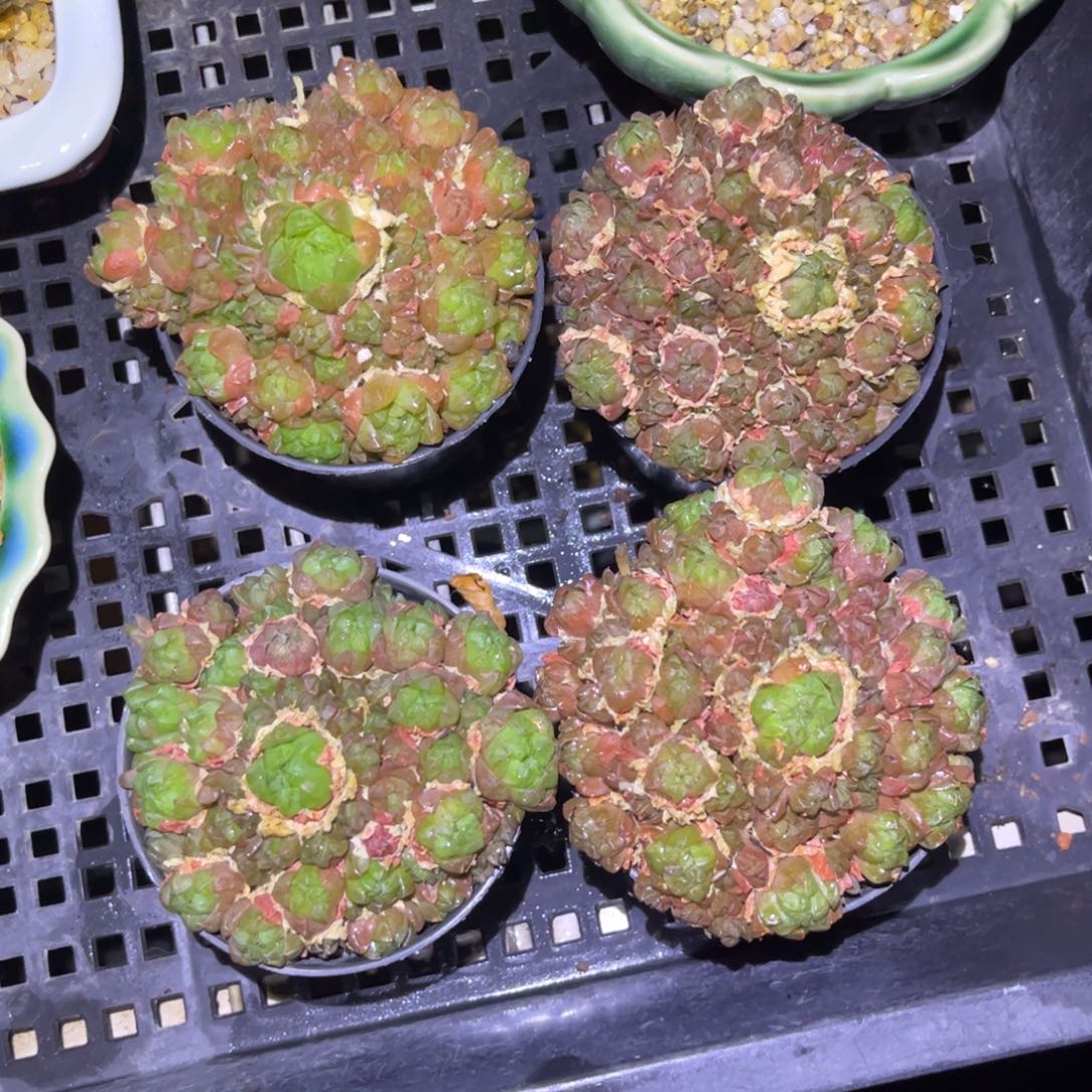 草雨露祝大家发财